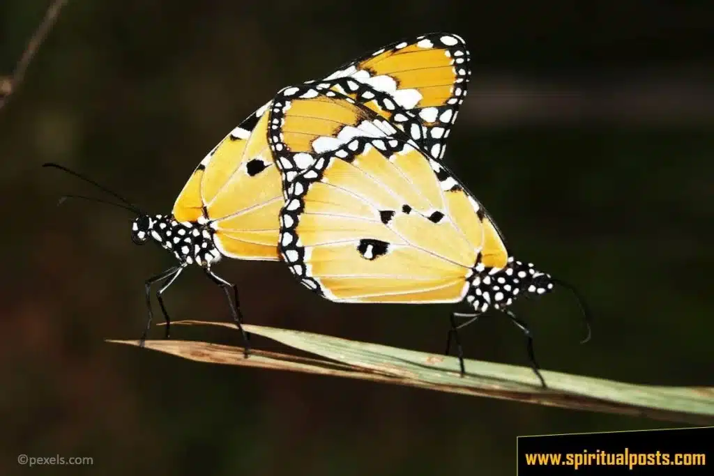 yellow-monarch-butterfly-spiritual-meanings-symbolism