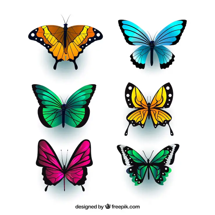 butterfly-is-a-symbol-of-hope-transformation