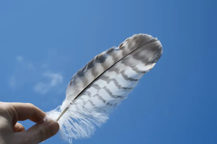 feather-spiritual-meaning-by-bird-types