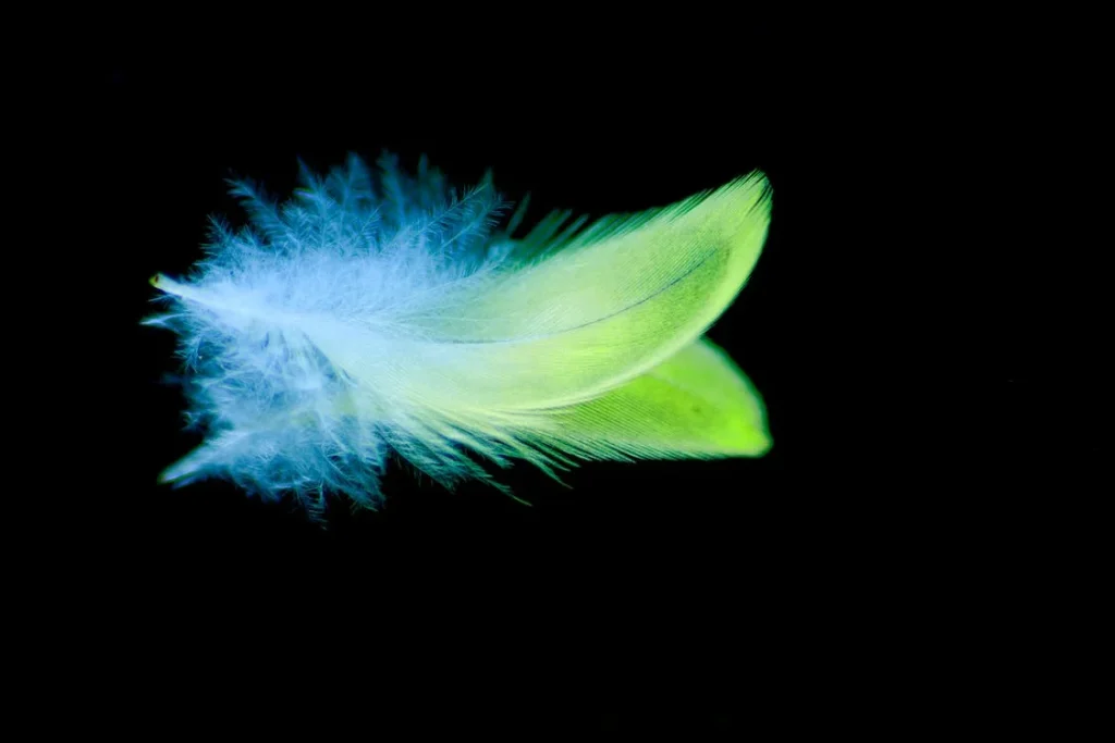 what-does-finding-a-feather-mean-spiritually