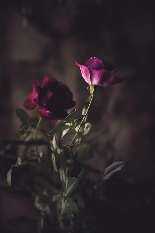 dream-interpretations-of-purple-roses