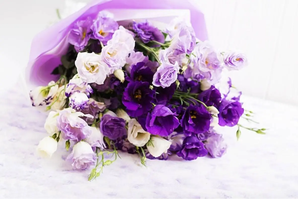 purple-rose-meaning-spiritual-symbolism-significance