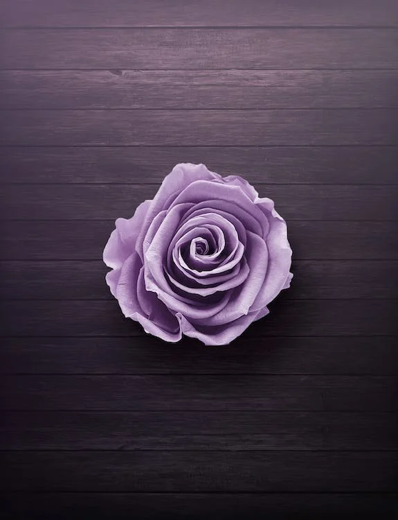 purple-rose-significance-in-art-literature