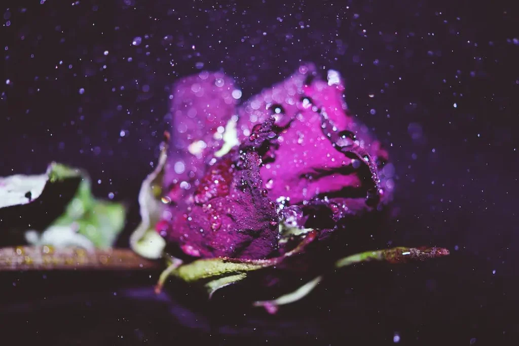purple-rose-symbolism-in-different-cultures