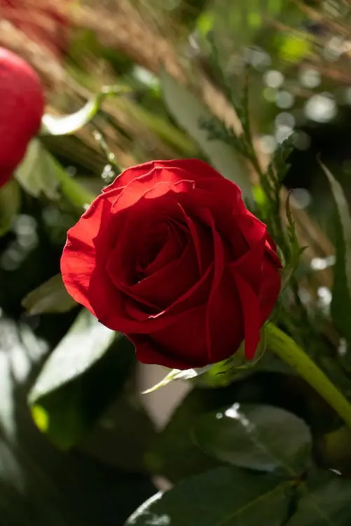 rose-is-a-symbol-of-love-romance-friendship-spirituality