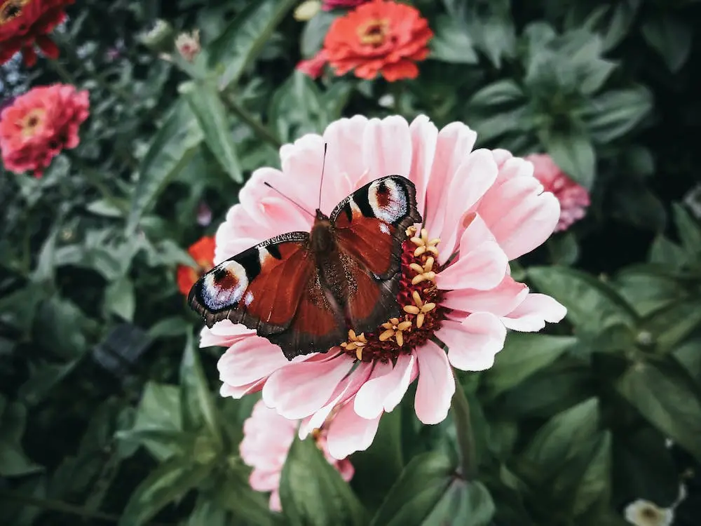 biblical-meanings-of-brown-butterflies