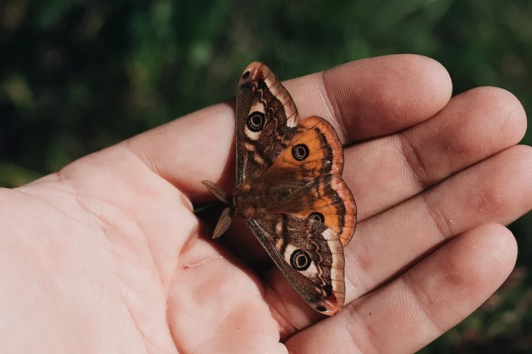 10 Spiritual Meanings of Brown Butterfly  & Symbolism