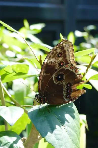 brown-butterfly-symbolize-new-beginning-change-fertility-grounding