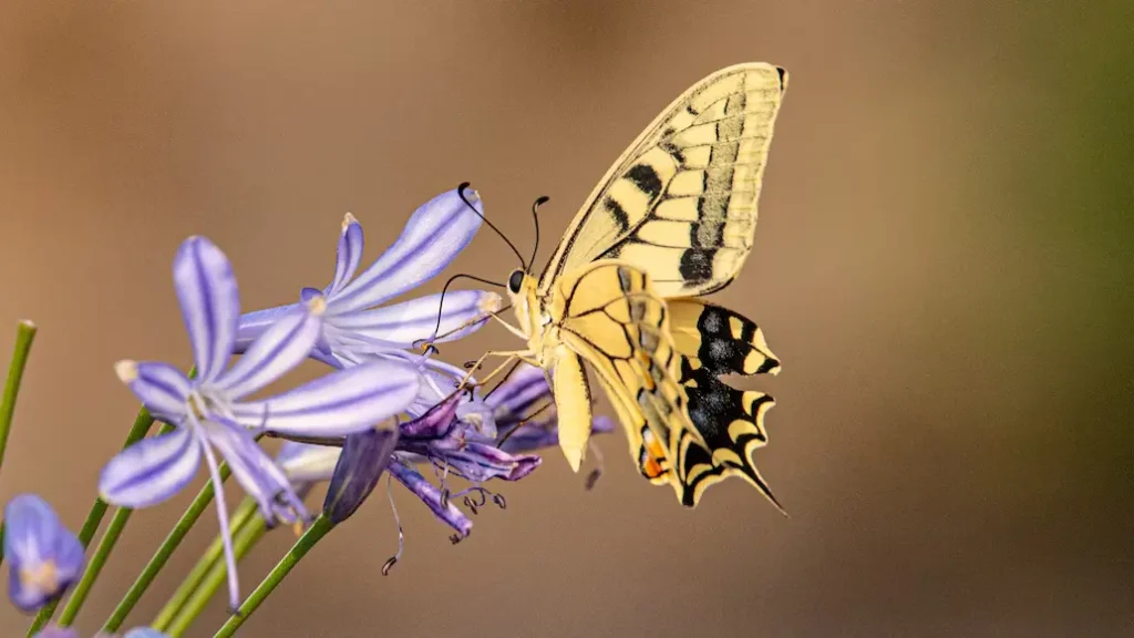 cultivating-relationship-with-yellow-butterflies
