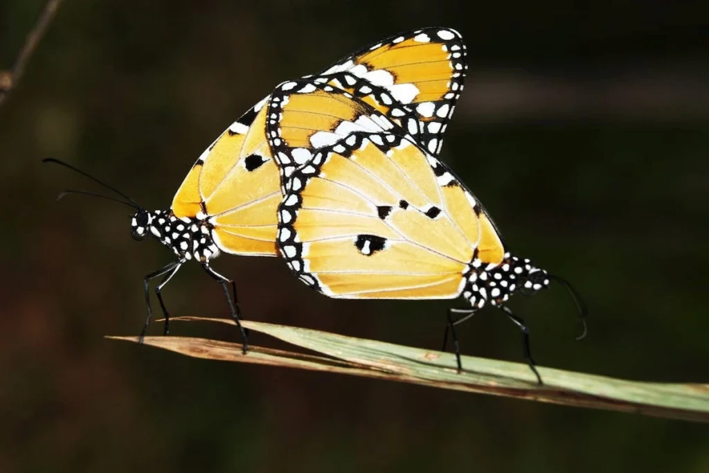 seeing-yellow-butterflies-spiritual-meaning-flying-around-you