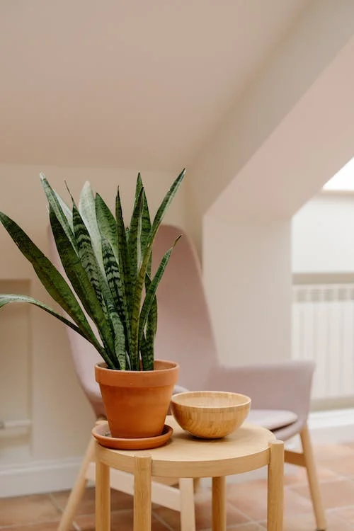 snake-plant-at-home-good-or-bad-luck