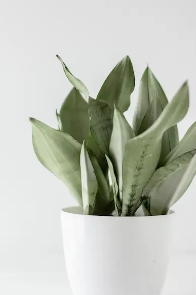 snake-plant-holds-spiritual-meaning-of-cleansing-purification-positive-energy