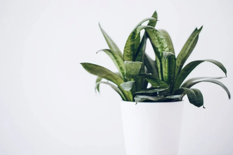 10 Spiritual Meanings of Snake Plant, Benefits & Disadvantages