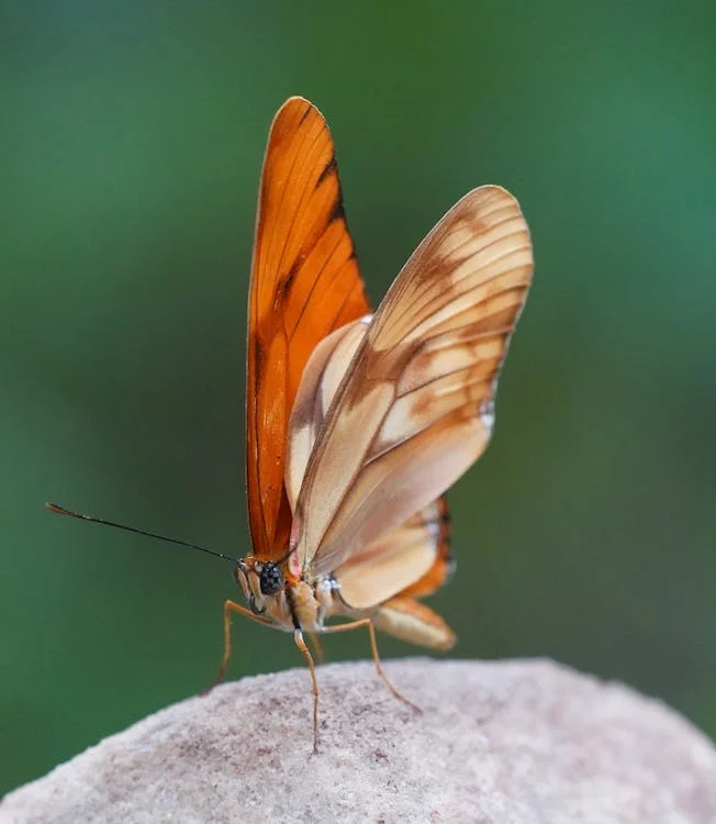 spiritual-lessons-to-be-learned-from-brown-butterflies
