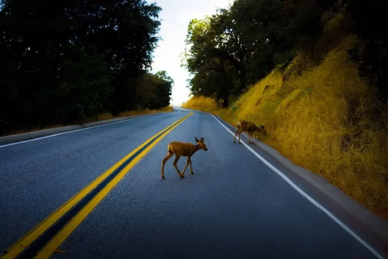 13 Spiritual Meanings Of A Deer Crossing Your Path