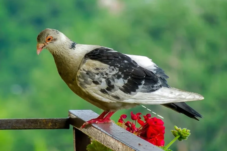 10 Spiritual Meaning of Bird Pooping on You & Superstitions