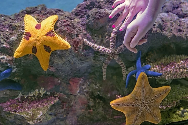 6 Spiritual Meanings of Starfish & Dream Symbolism