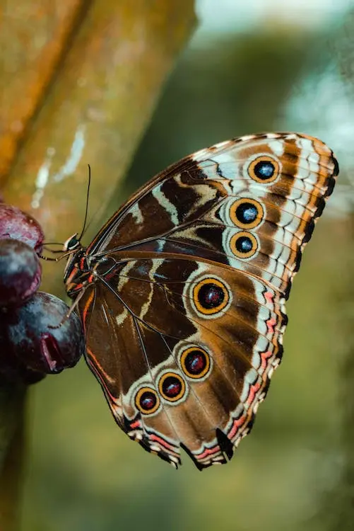 spiritual-meanings-of-brown-butterfly