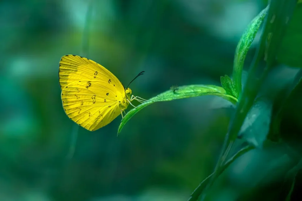 spiritual-significance-of-yellow-butterflies