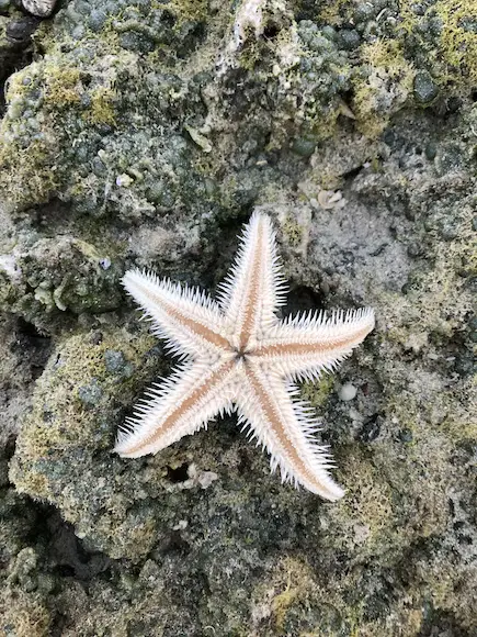 starfish-is-a-symbol-of-regeneration-renewal-good-luck-strength