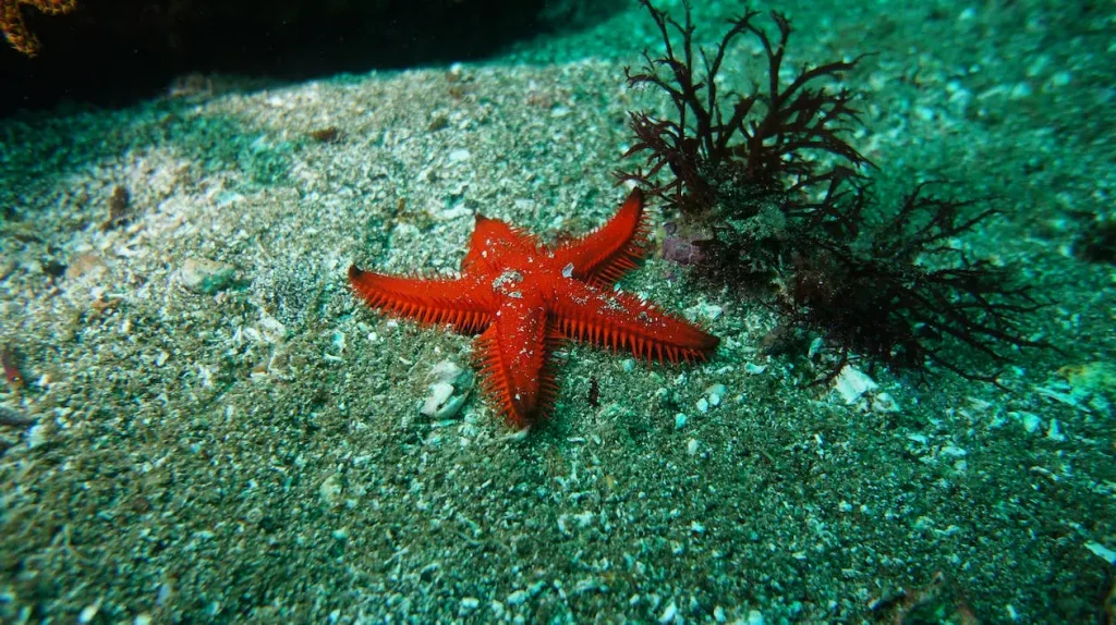 starfish-symbolism-and-power-animal
