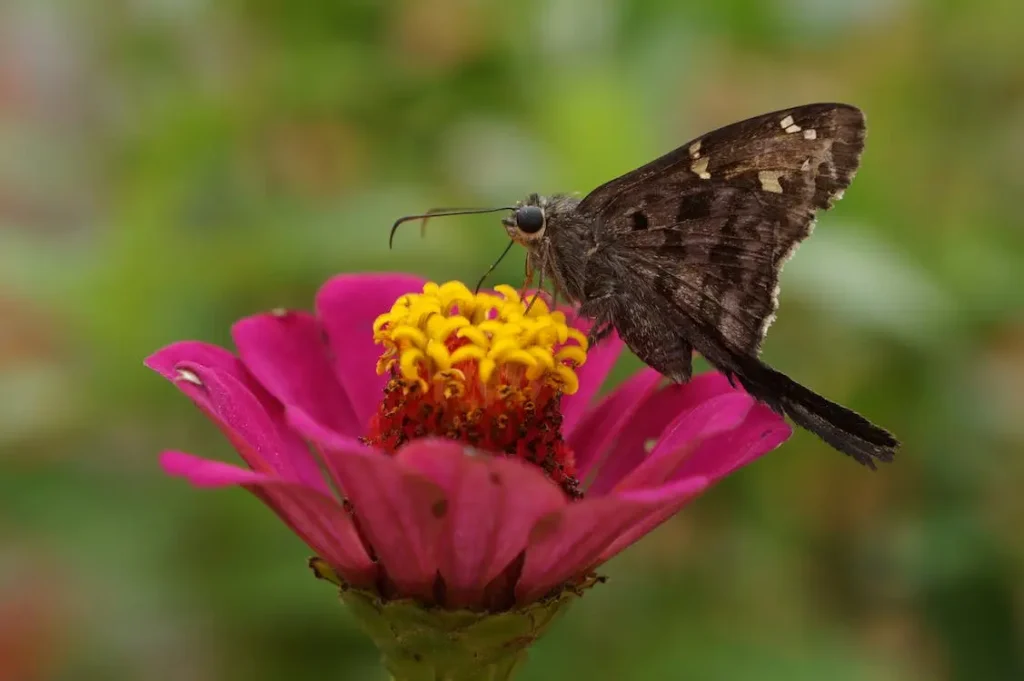 types-of-brown-butterflies-and-their-spiritual-meaning