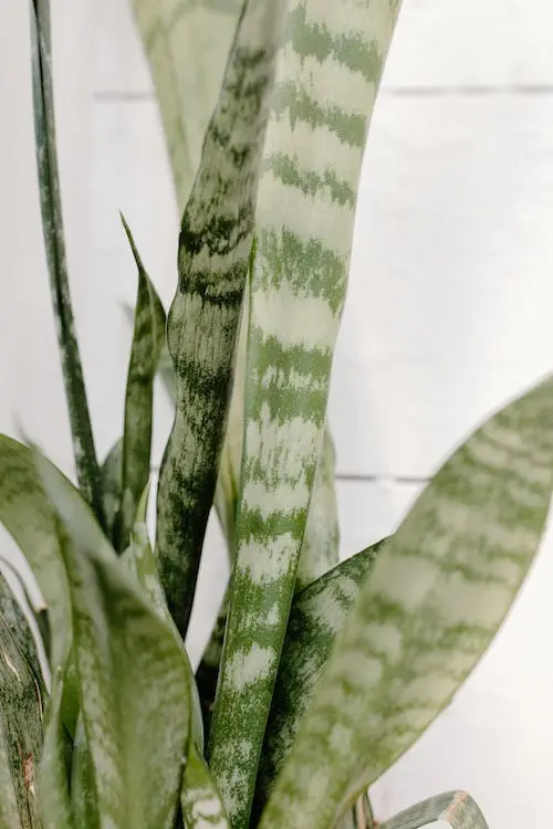 what-are-the-symbolic-meanings-of-snake-plant