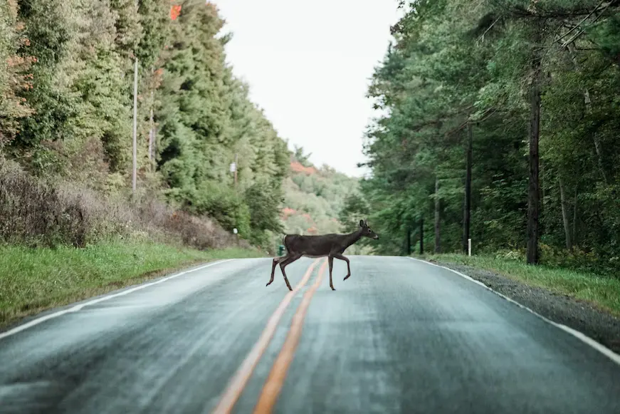 what-does-it-mean-when-a-deer-crosses-in-front-of-your-car-spiritually