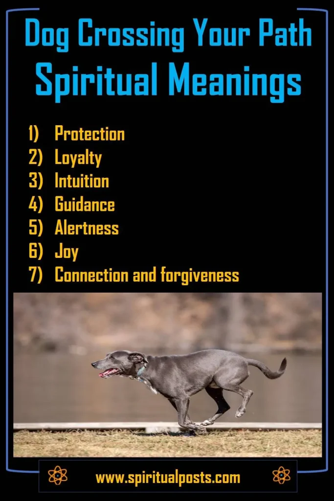 what-does-it-mean-when-a-dog-crosses-your-path-spiritually
