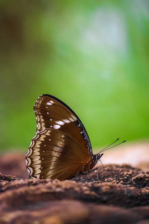 what-is-the-symbolism-of-brown-butterfly