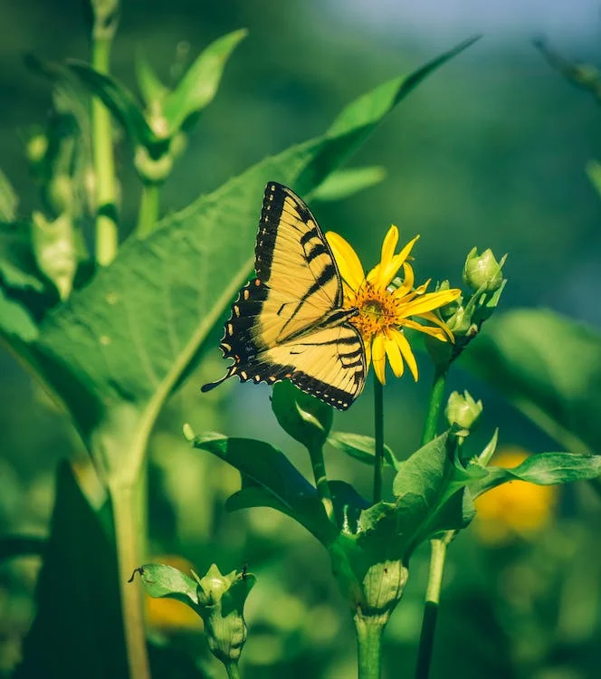 yellow-butterflies-symbolize-happiness-blessings-positivity