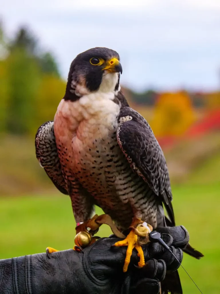 seeing-a-falcon-holds-spiritual-meanings-biblical-symbolism