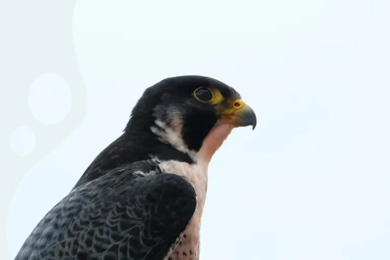 12 Spiritual Meanings of Falcon & Symbolism: Good Luck!
