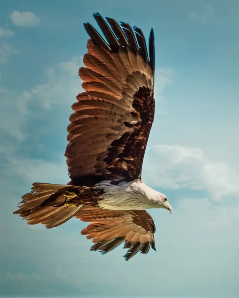 eagle-sighting-is-often-considered-a-good-luck-sigh-in-different-cultures