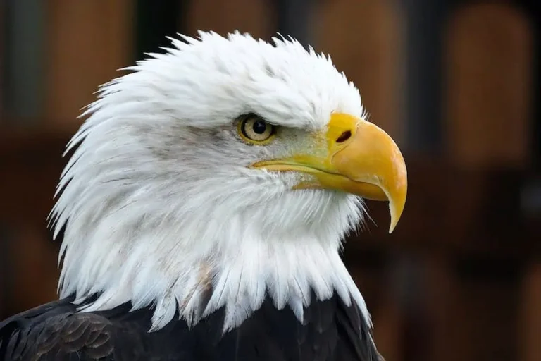 Is Seeing An Eagle Good Luck? Spiritual & Biblical Answers