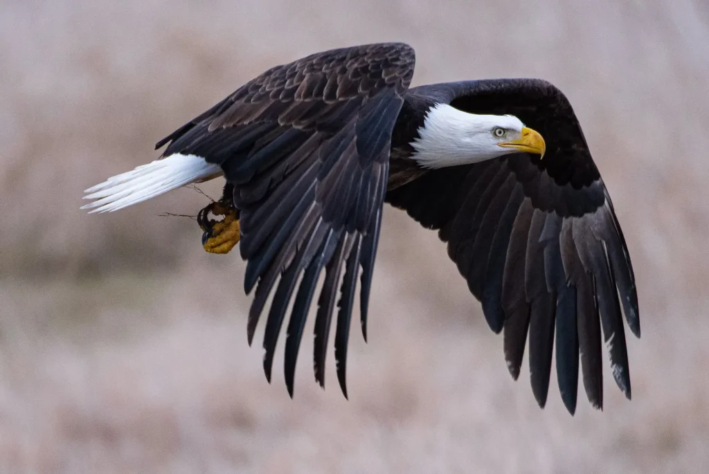 seeing-an-eagle-good-luck