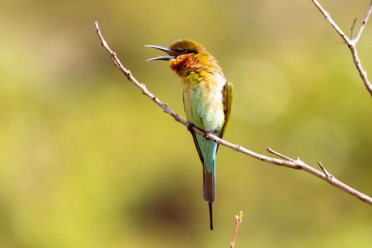 spiritual-meaning-of-hearing-birds-chirping-at-night