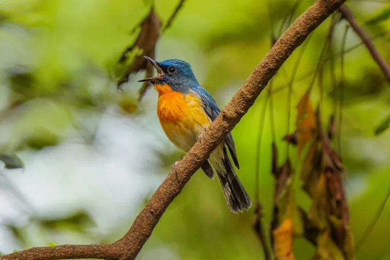 6 Spiritual Meanings of Hearing Birds Chirping in the Morning