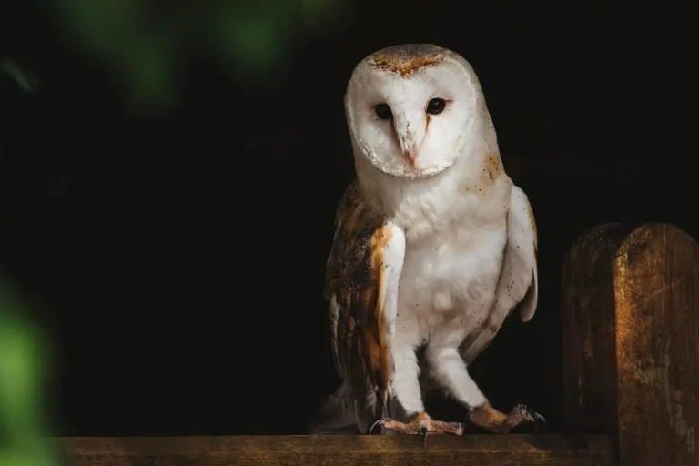 Meaning of Hearing an Owl Hoot: 2, 3, 4, 5, 6, 7 Times at Night