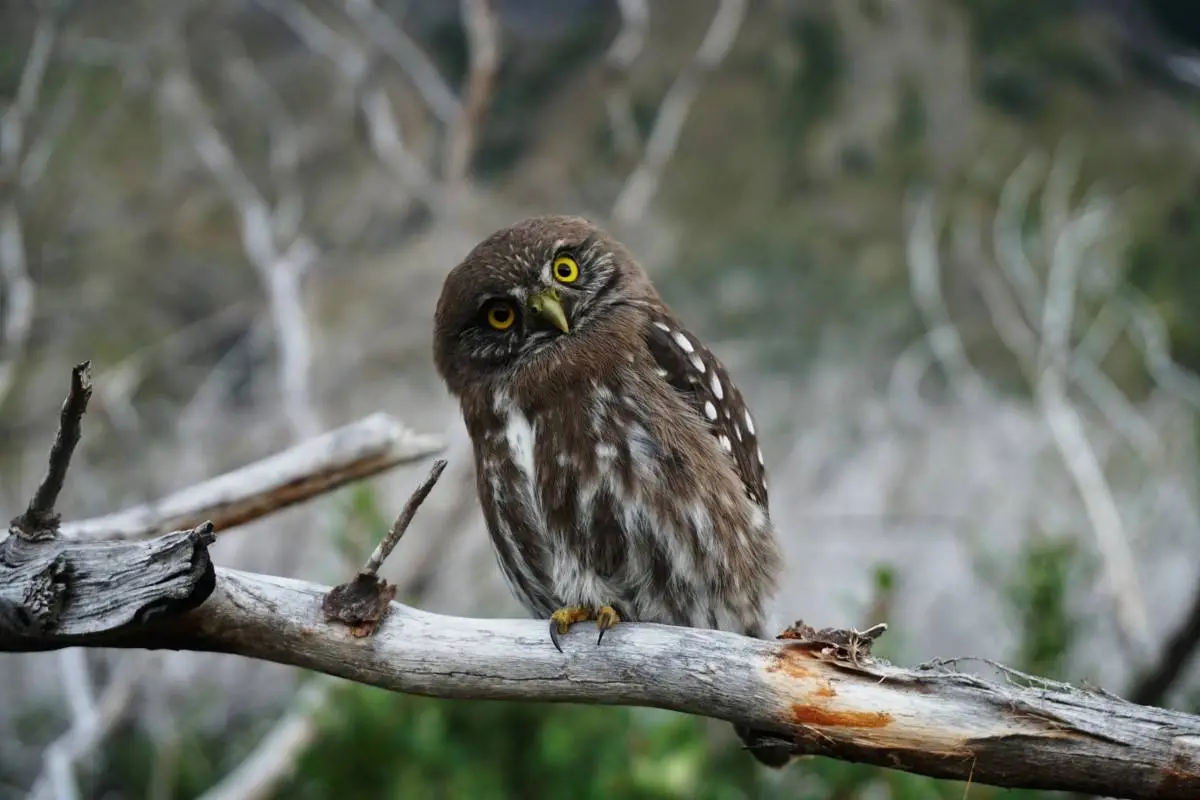 owl-hooting-outside-my-window-meaning-spiritual