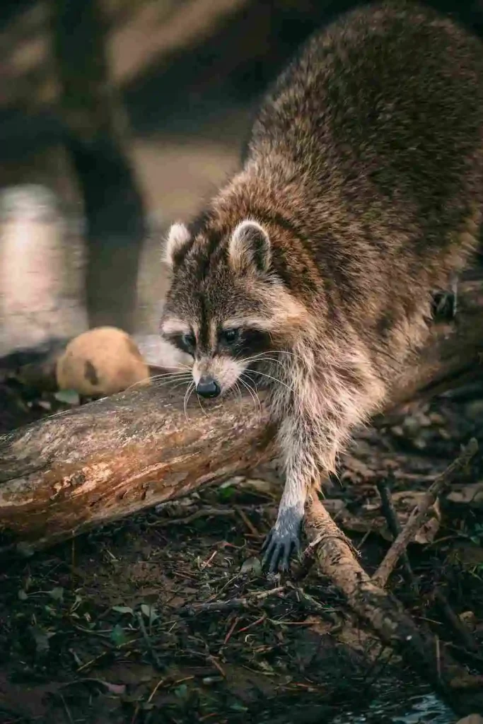 raccoon-in-your-path-has-spiritual-significance