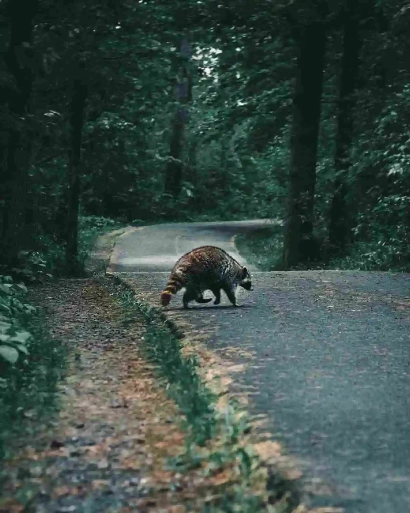 spiritual-meaning-of-a-raccoon-crossing-your-path