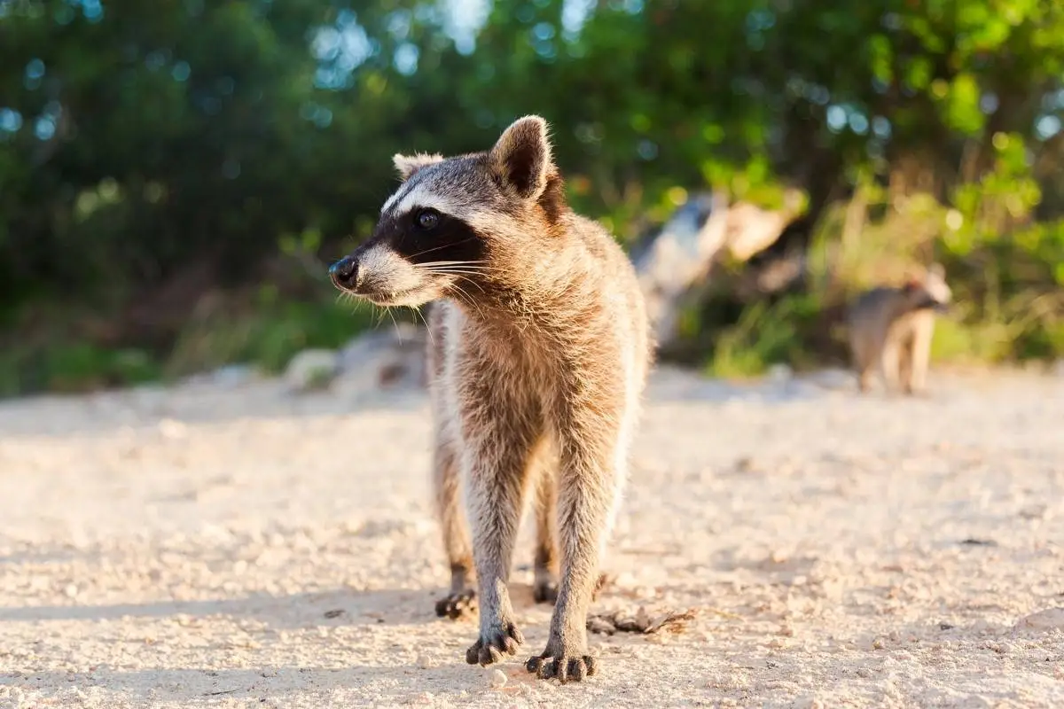 spiritual-meaning-of-a-raccoon-in-your-path-crossing-day-night