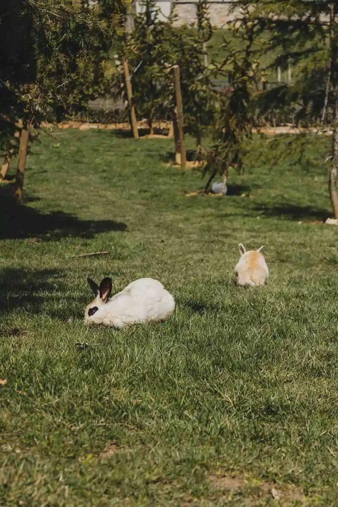 spiritual-meaning-of-seeing-two-rabbits-crossing-your-path