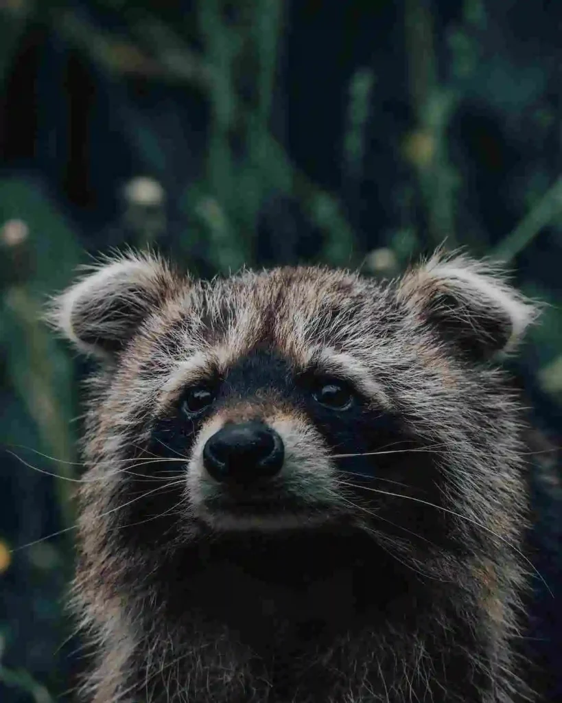 symbolism-spiritual-meaning-of-raccoon