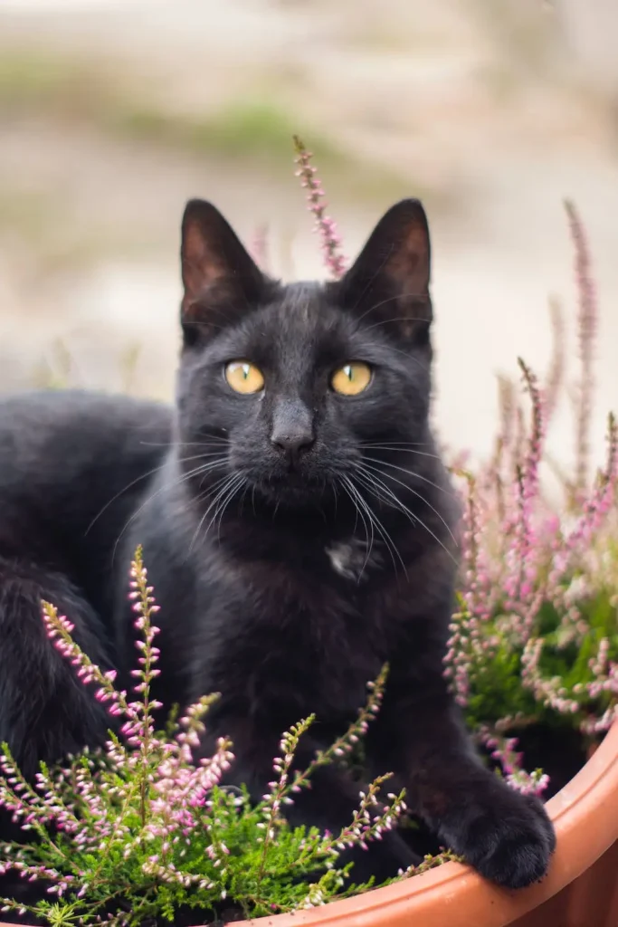 cat-staring-at-me-spiritual