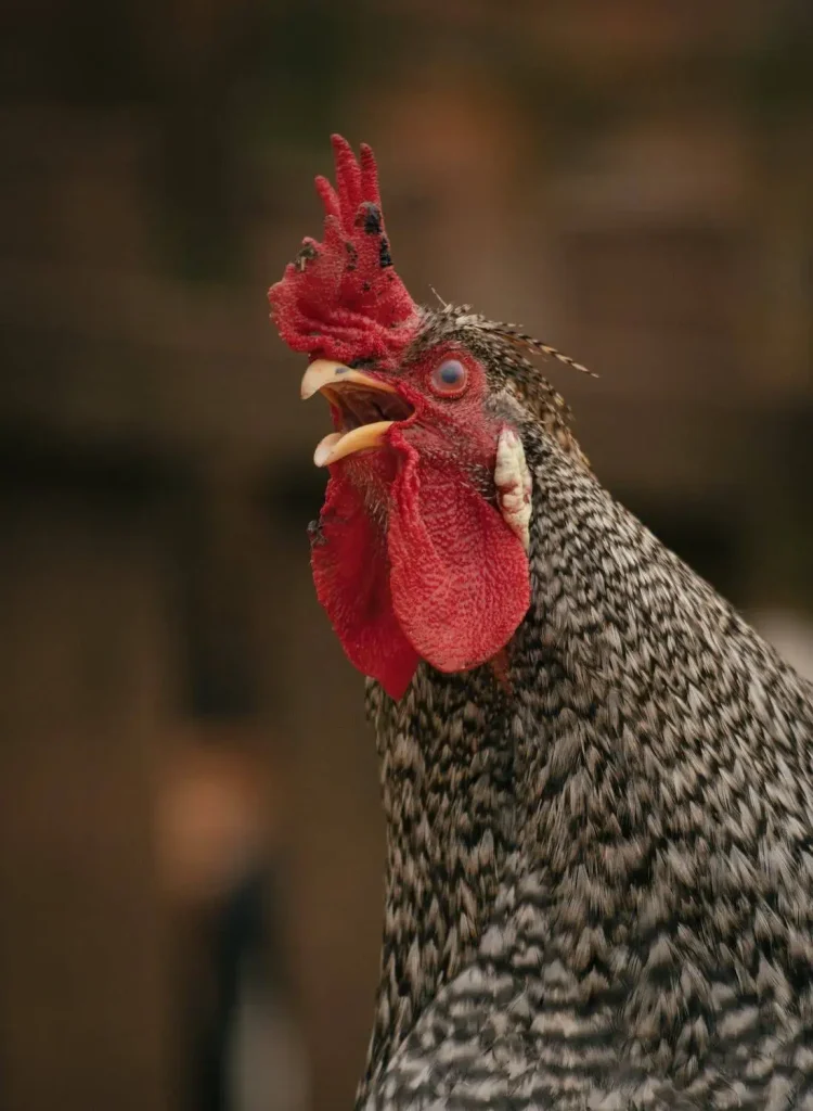 cock-rooster-crowing-at-night-spiritual