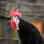 rooster-crowing-at-night-spiritual-meaning-superstition