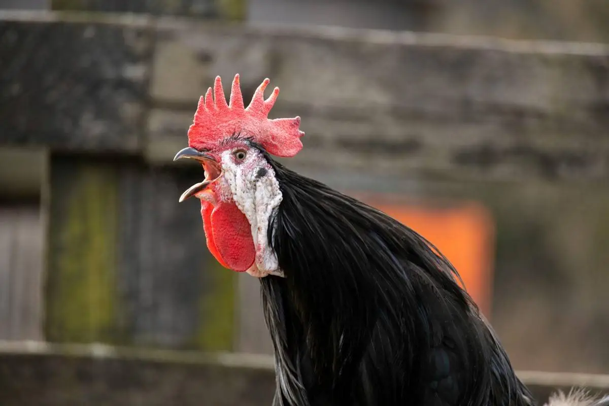 rooster-crowing-at-night-spiritual-meaning-superstition