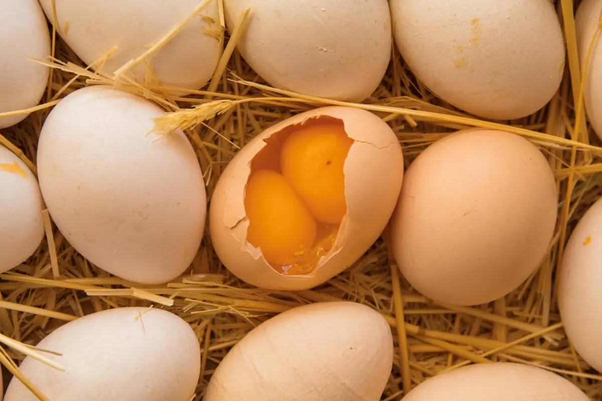 spiritual-biblical-meaning-of-double-yolk-egg-2-yolks-in-one-egg